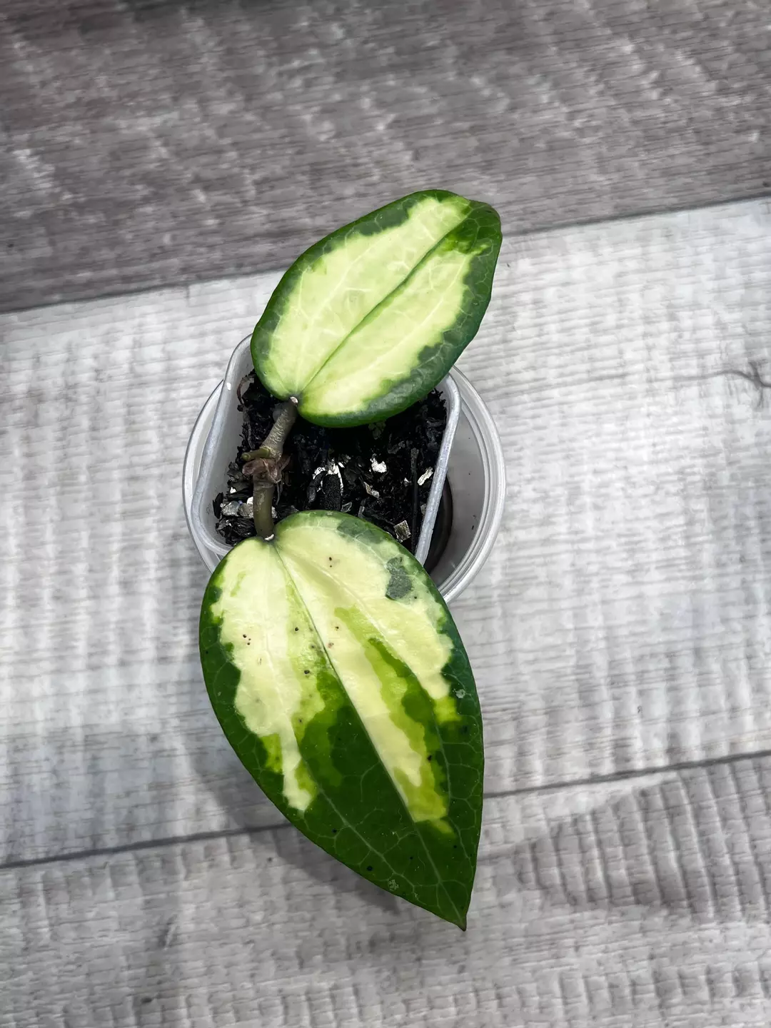 Hoya Glabra Inner Var thumbnail