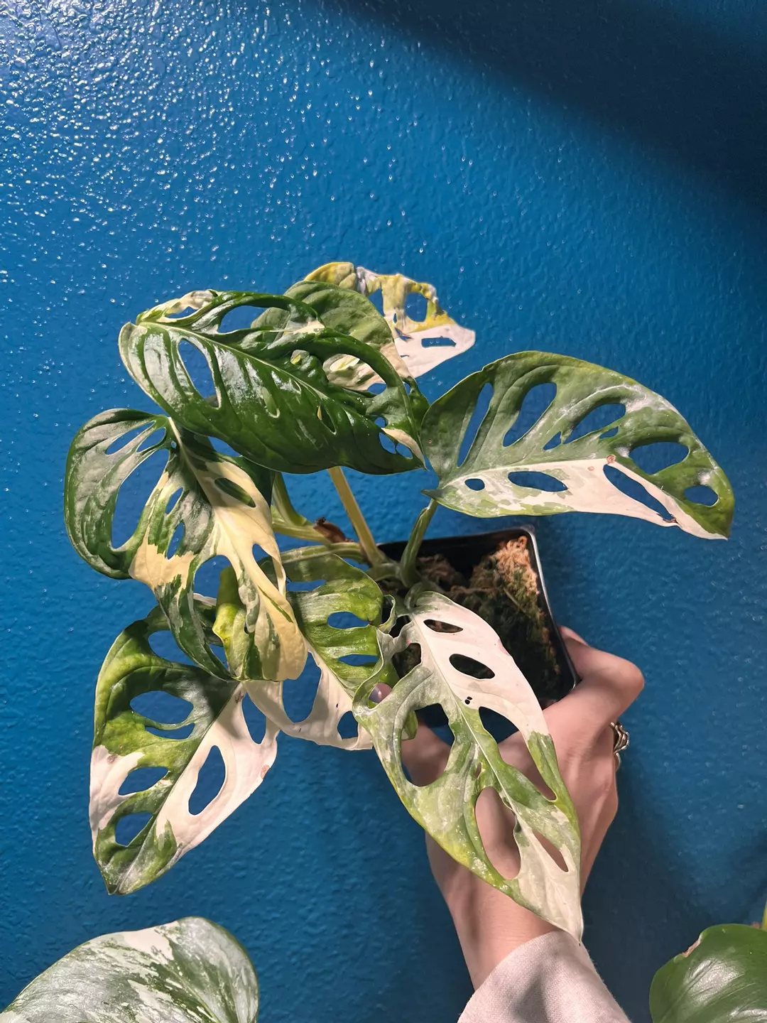 Adansonii Albo thumbnail