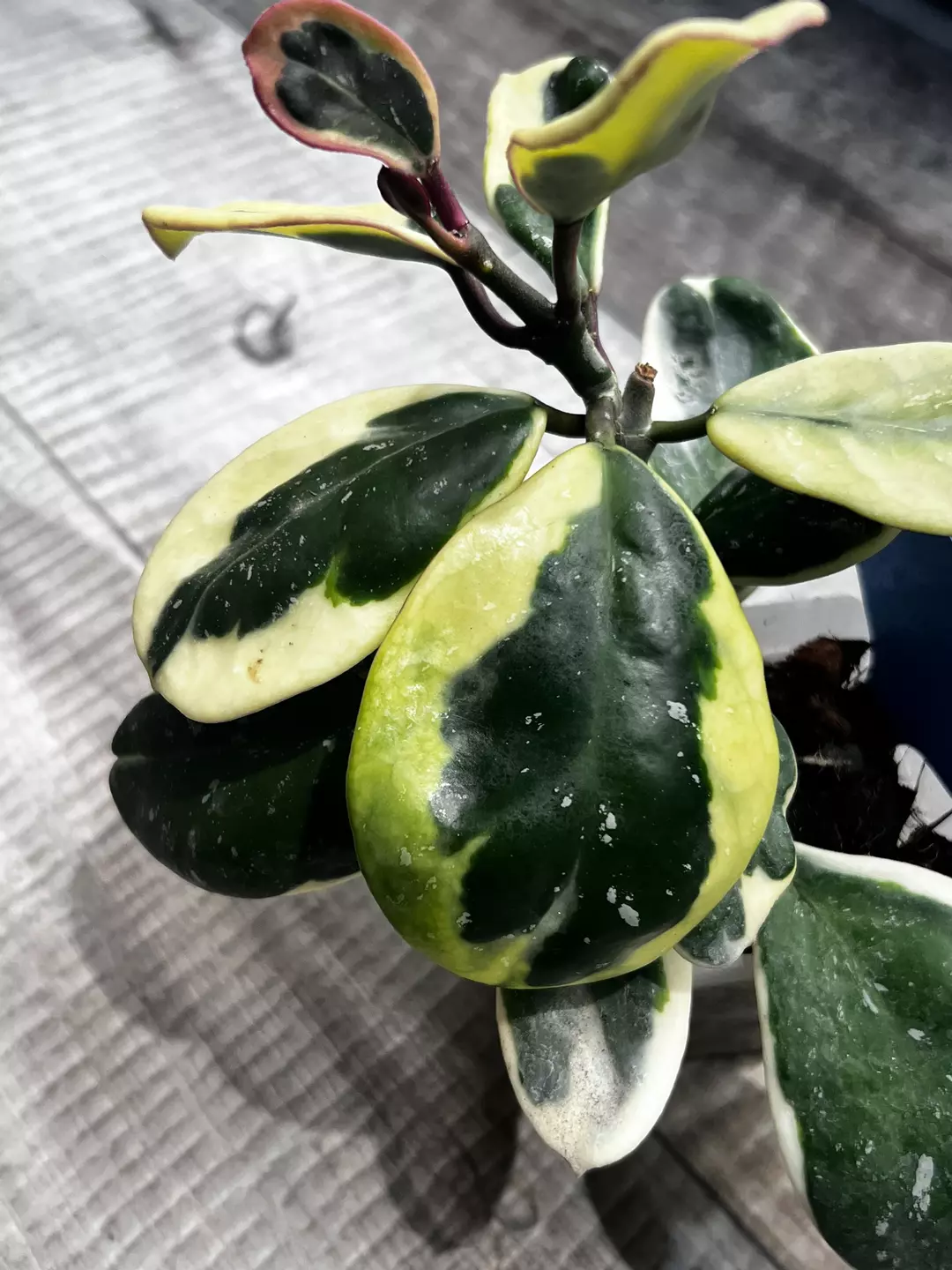 Hoya Obovata Outer Var Splaah thumbnail