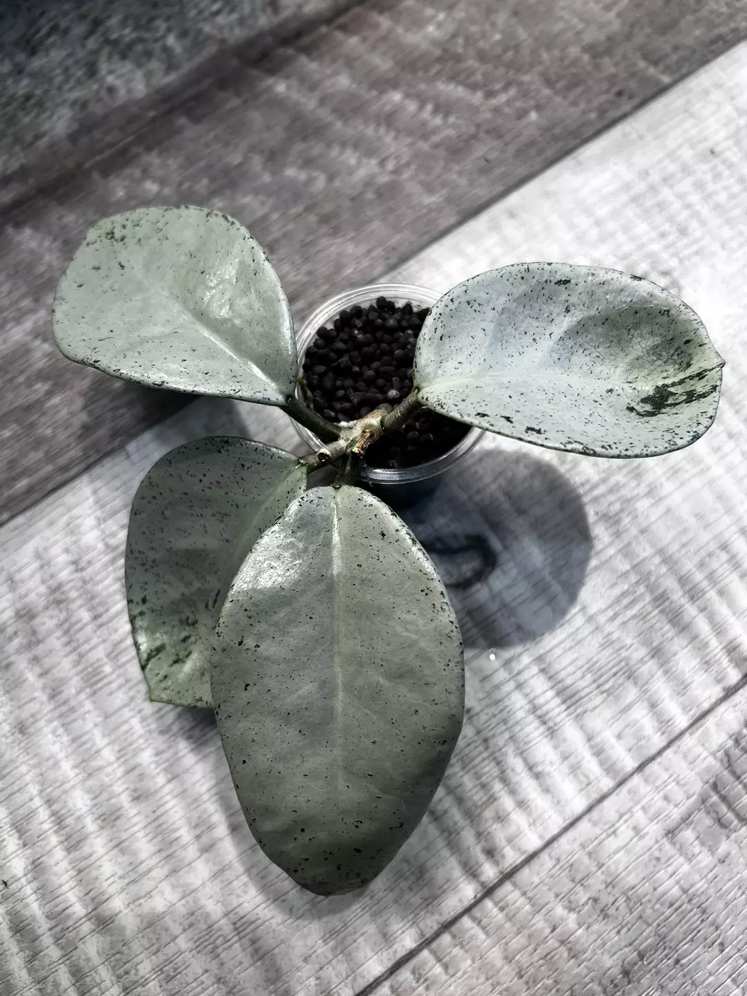 Hoya Stardust thumbnail