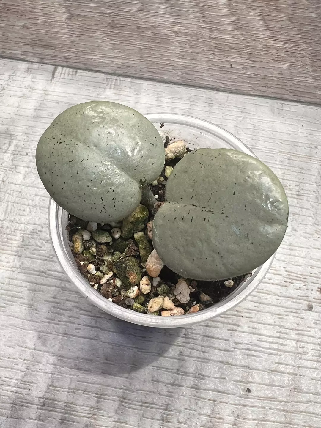Hoya Grey Fairy (Rooted) thumbnail
