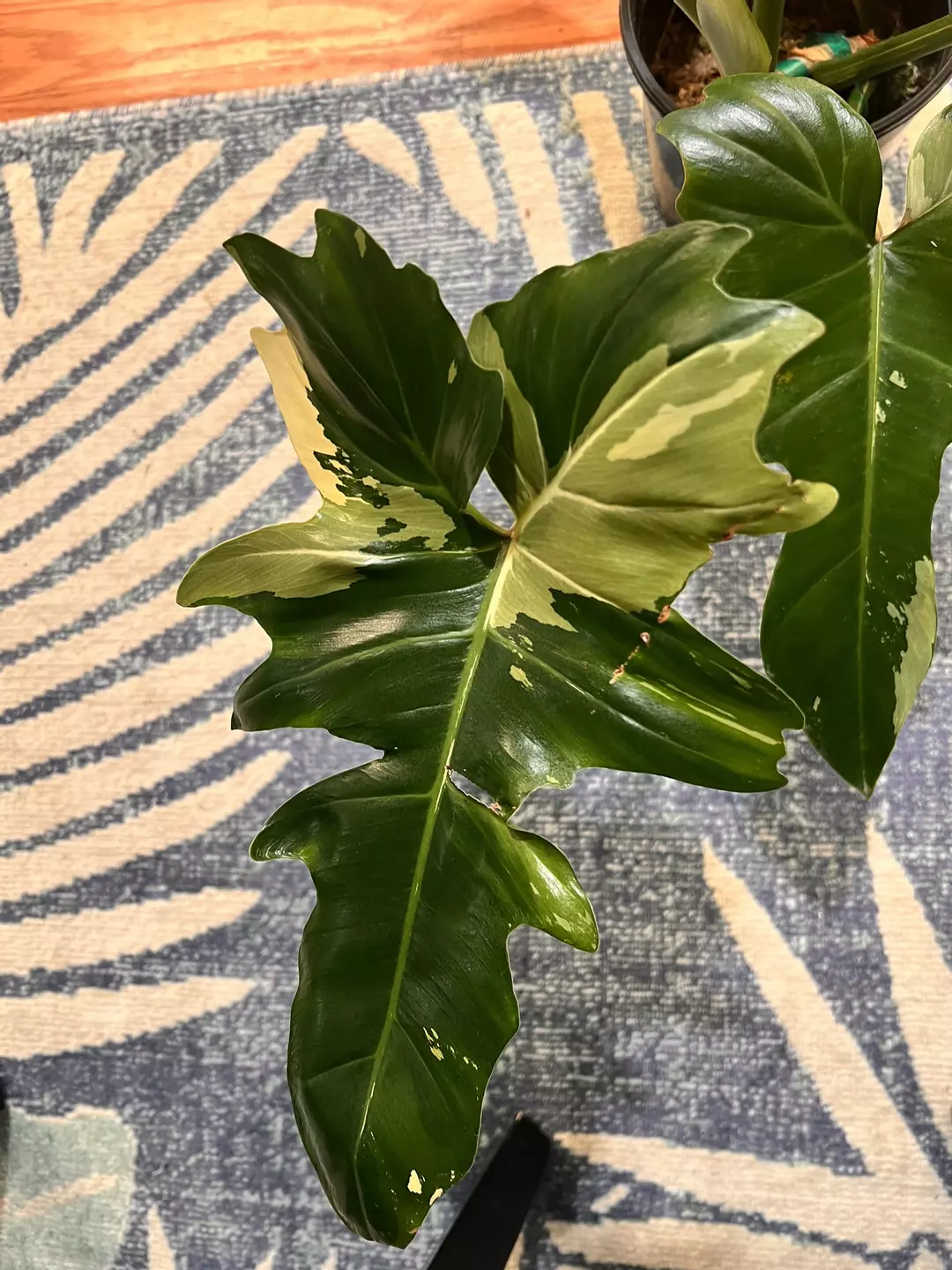 Anthurium Golden Dragon thumbnail