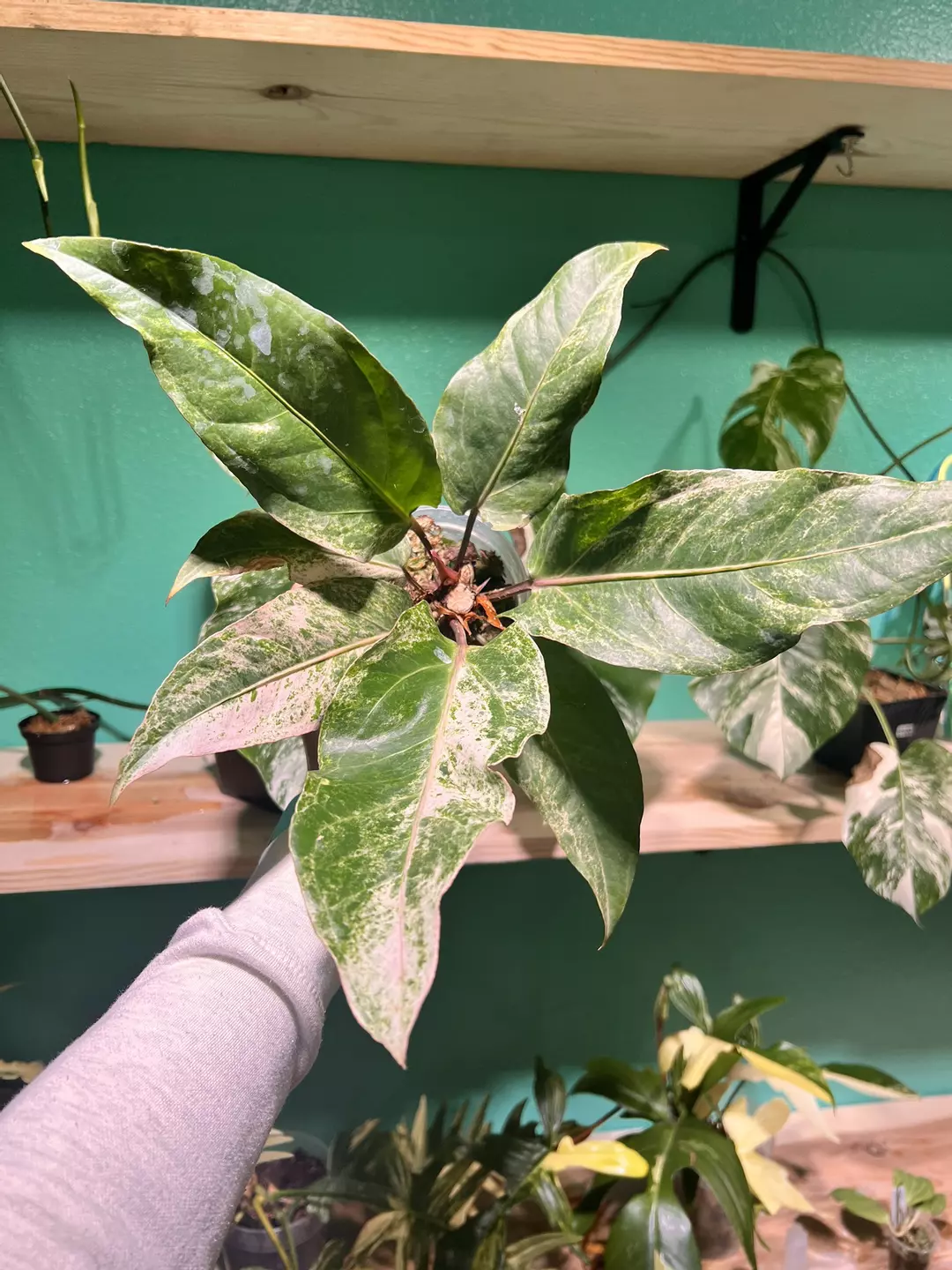 Anthurium Pink Renn thumbnail