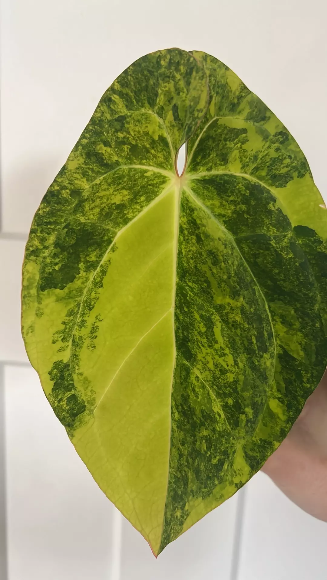 Var. Papillanimum thumbnail