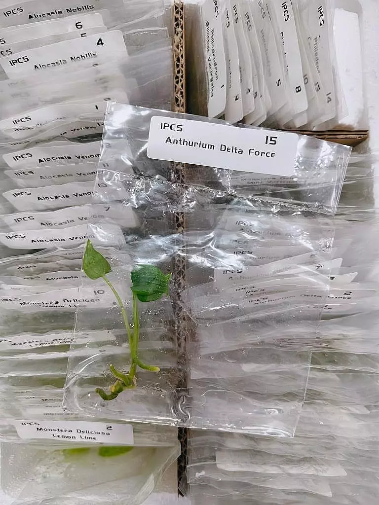 Delta Force thumbnail