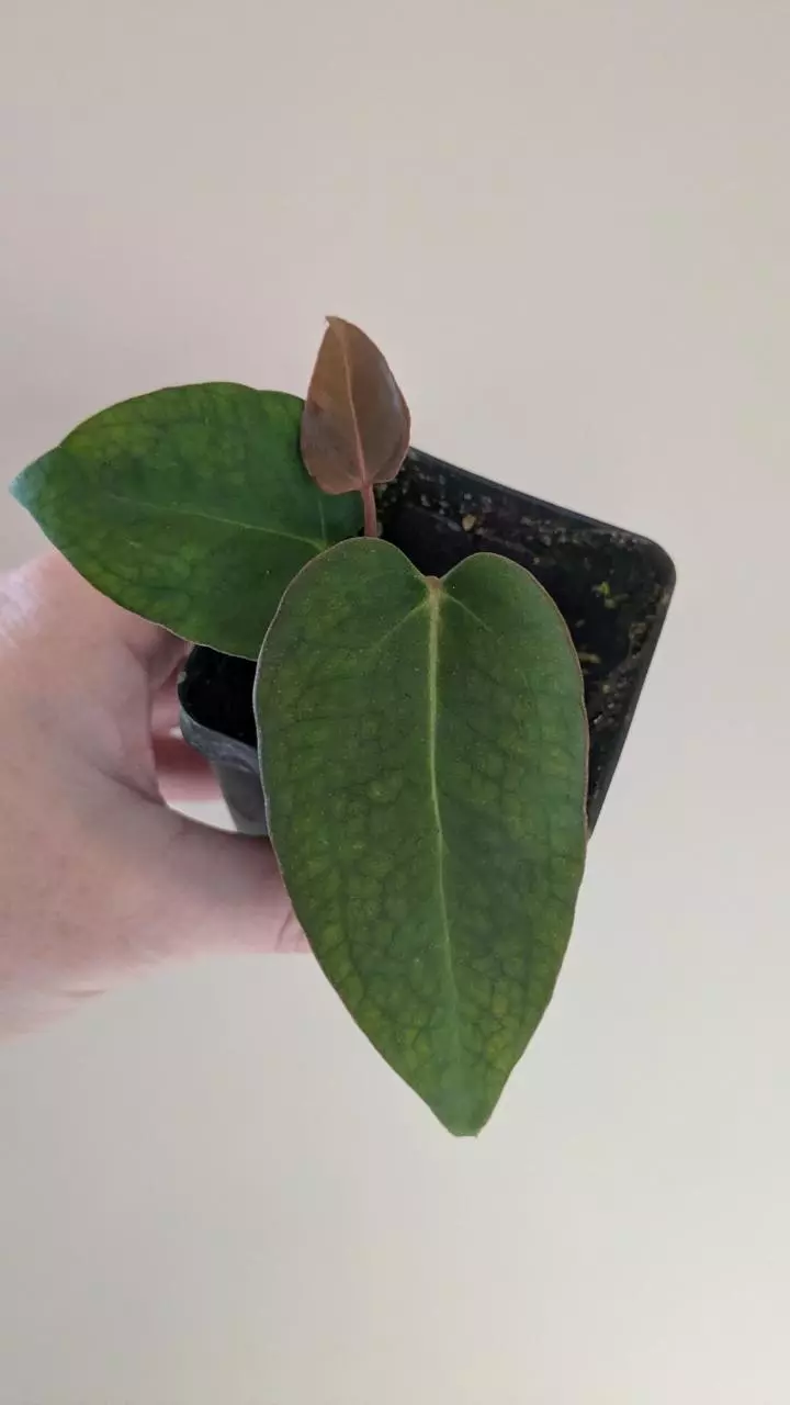 Leland Miyano x Carla clone thumbnail