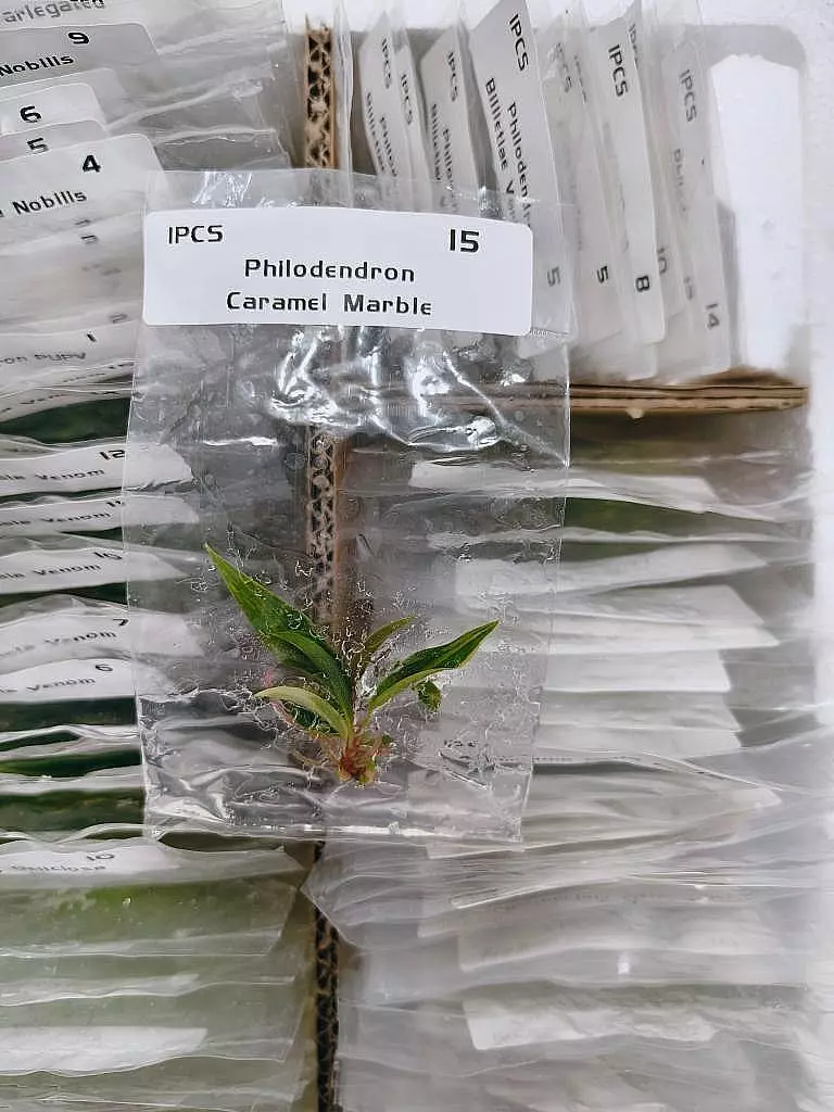 Caramel Marble thumbnail