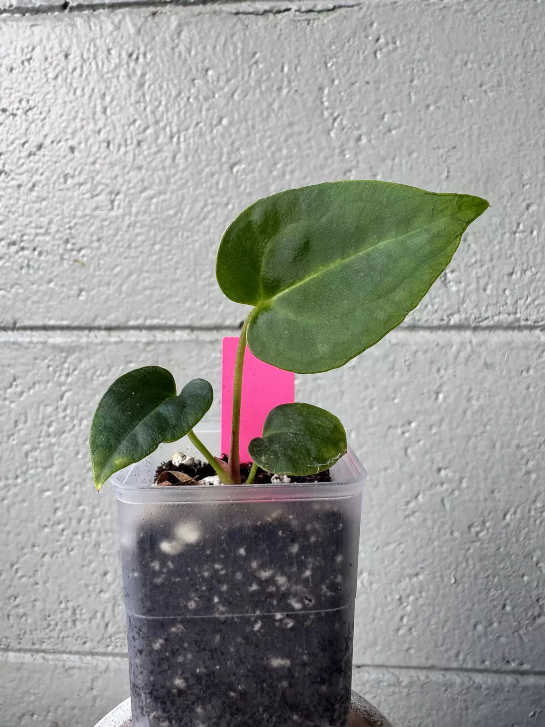 (Crystal Silver Self) ‘Greyson’ x (RLFS X Carla) ‘Amanda’ thumbnail