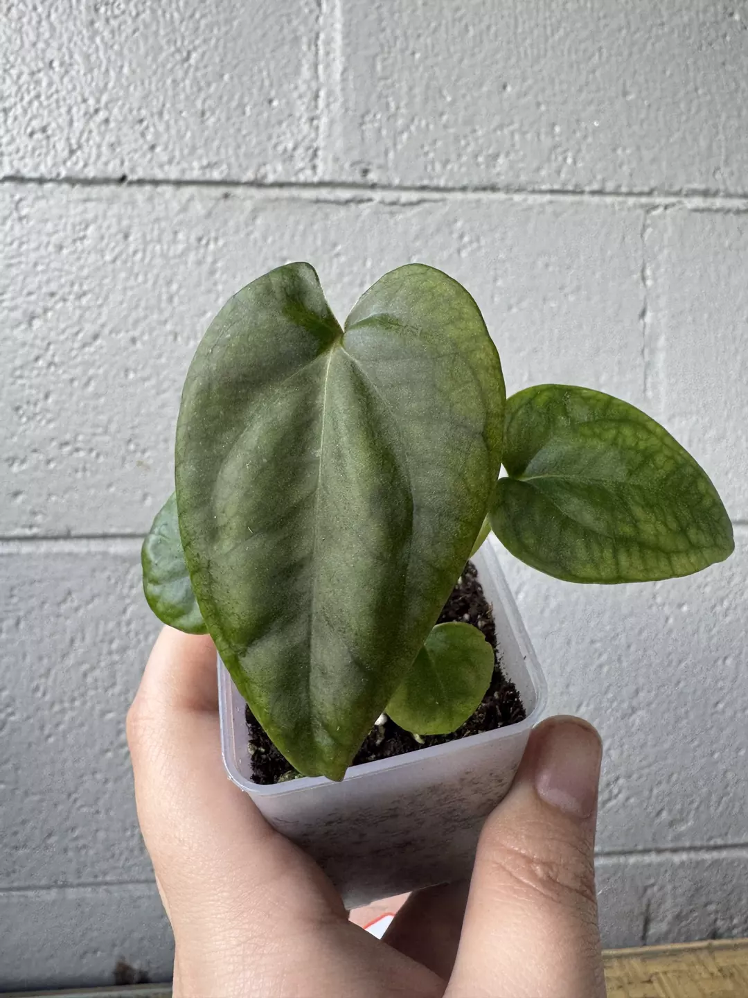 (NOID X Dark Forgetii) x (Windy Dress x RLFS) thumbnail