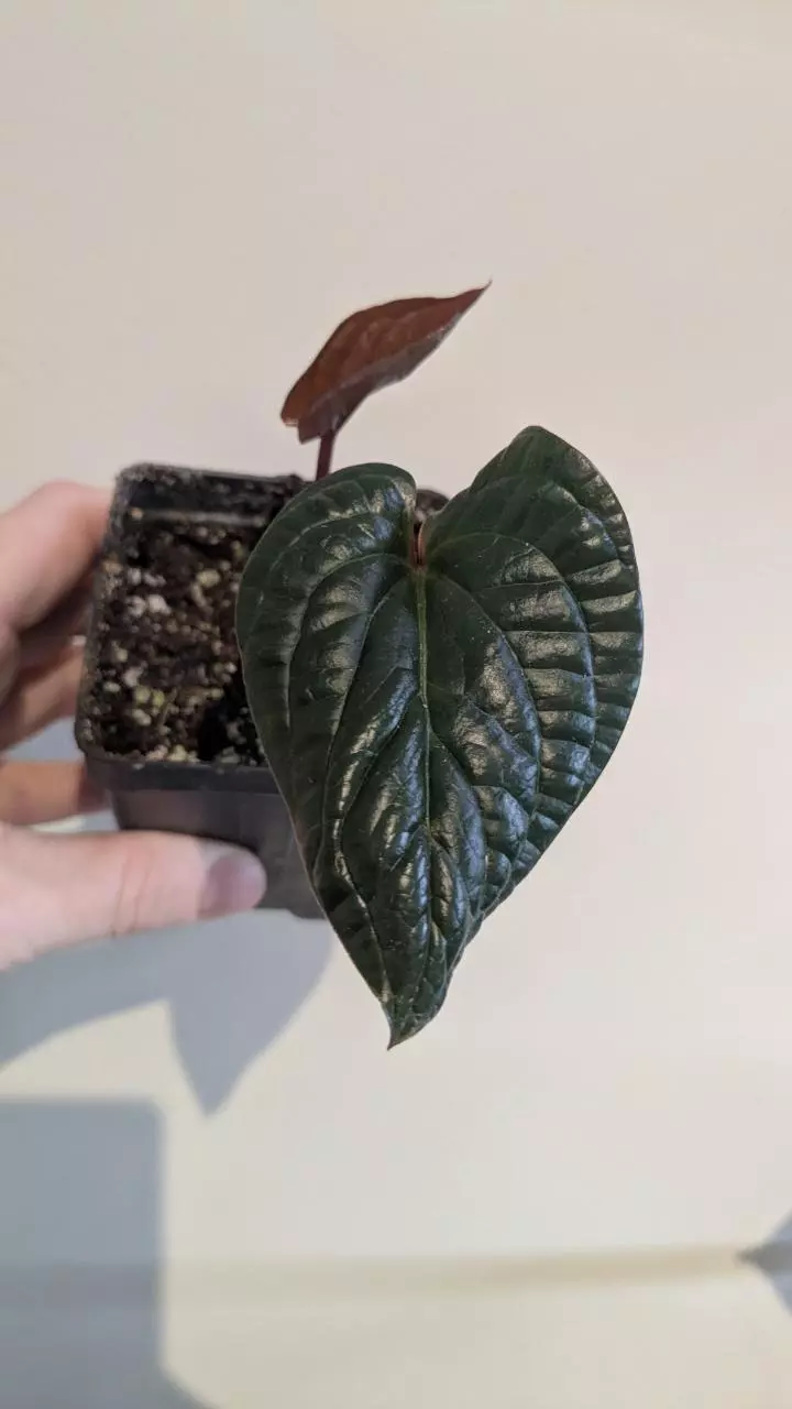 Small rad lux offset thumbnail