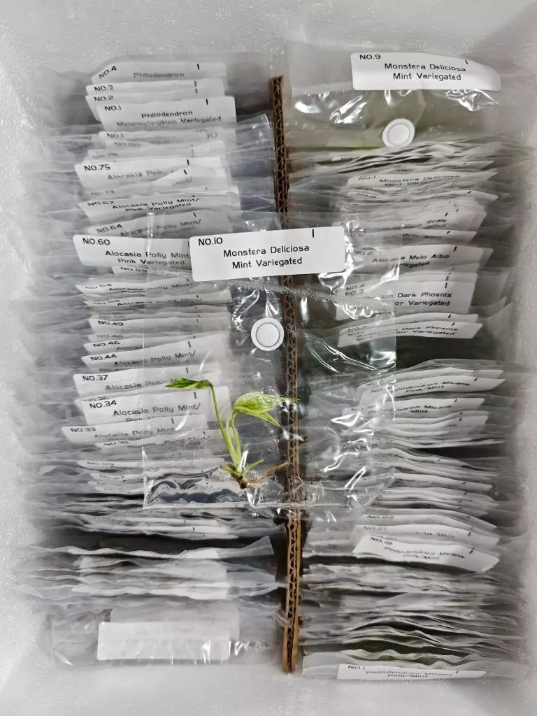 Mint Monstera thumbnail