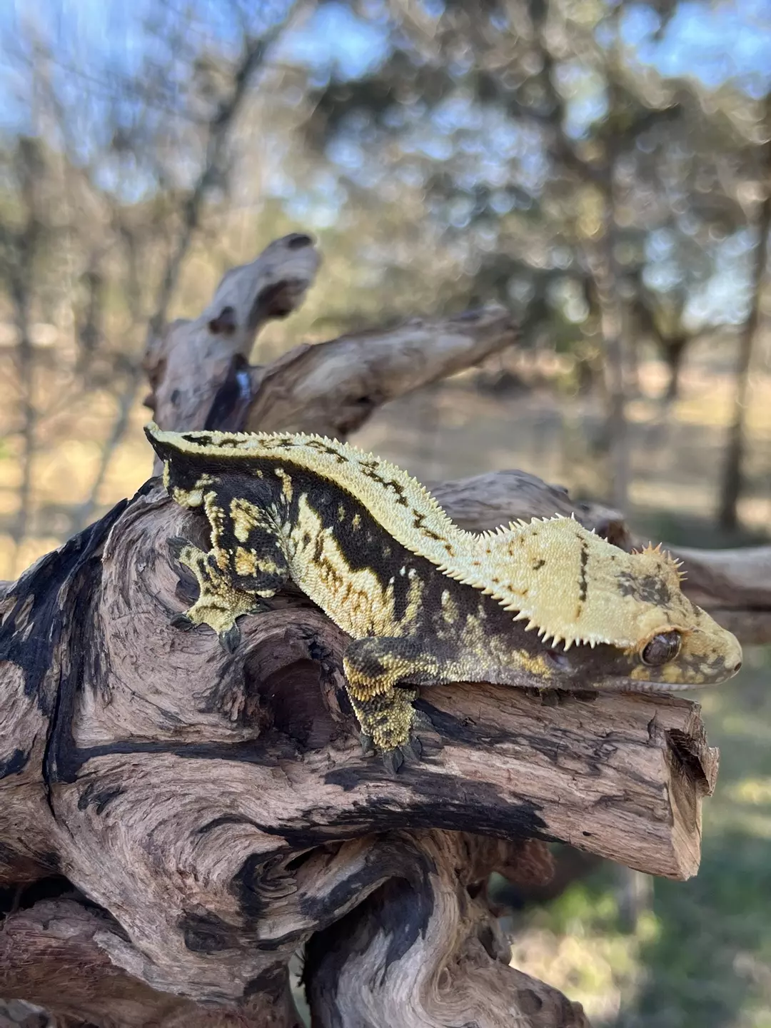 RAIDEN - 35-40g M TAURUS ♉️(?) Black and Gold Quadstripe thumbnail