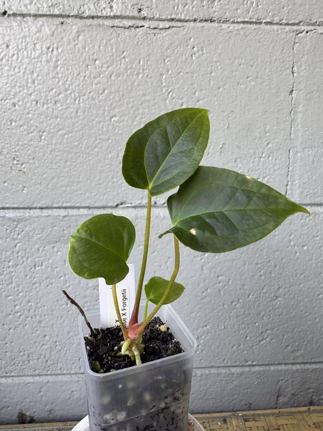 (Bess AFF X Moronense) x Forgetii thumbnail