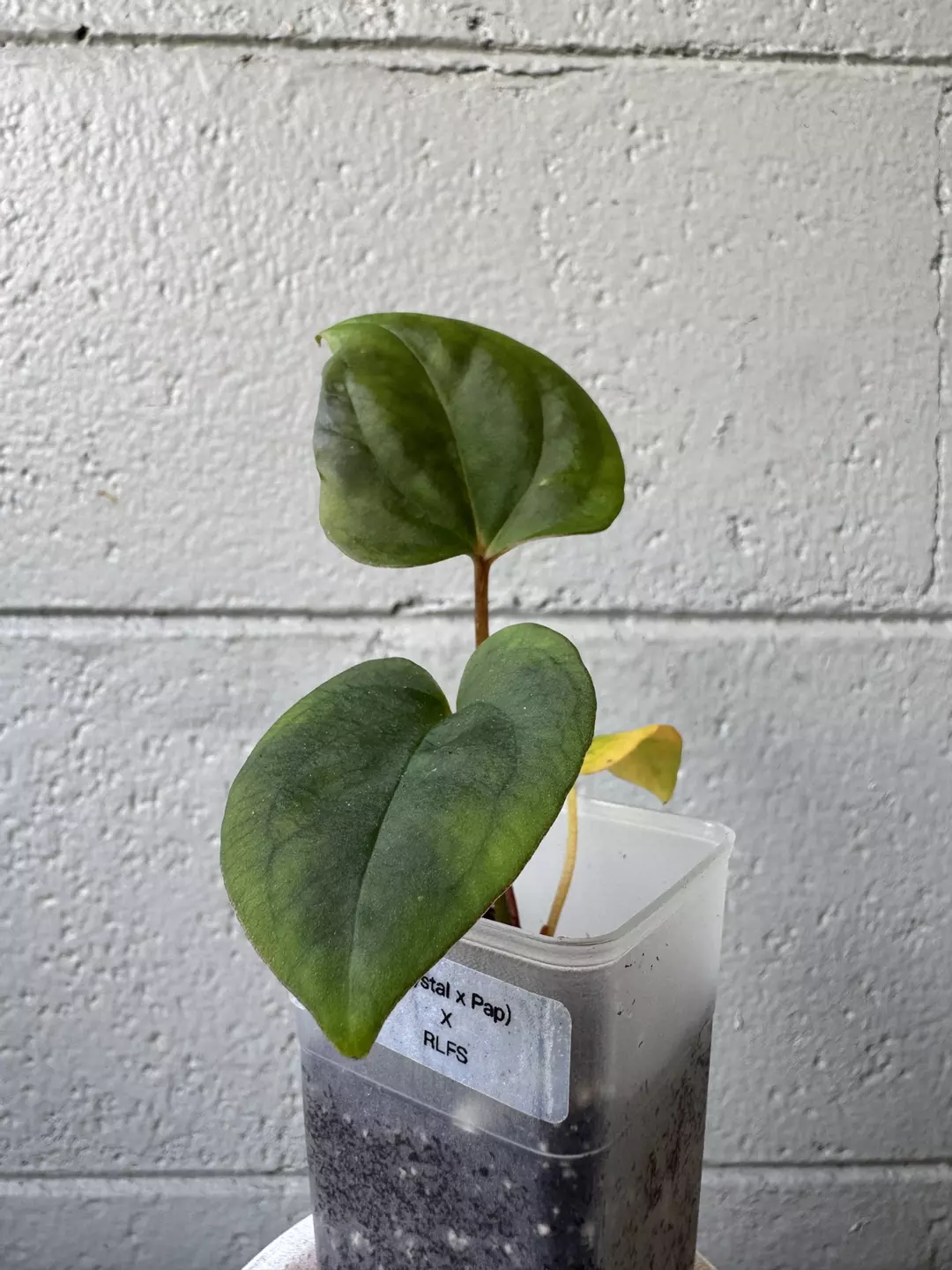 (Crystal x Pap) x RLFS thumbnail