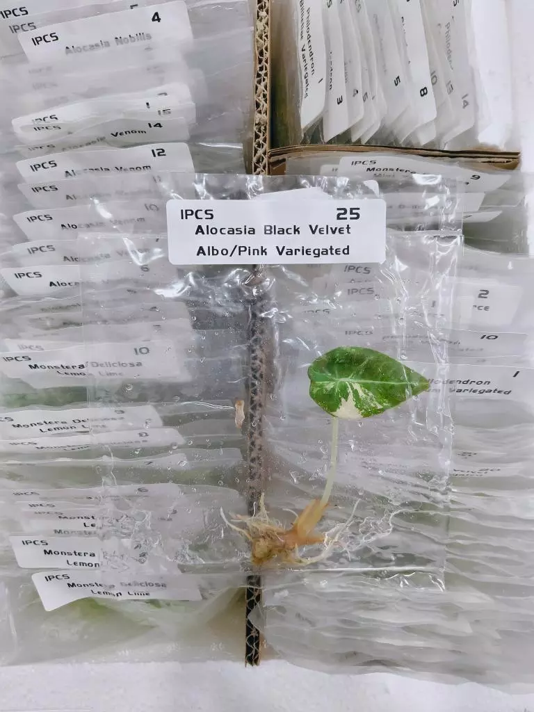 Pink Black Velvet  thumbnail