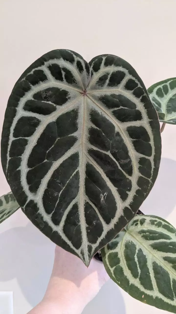 Cataphyll size super silver x purple yurple thumbnail