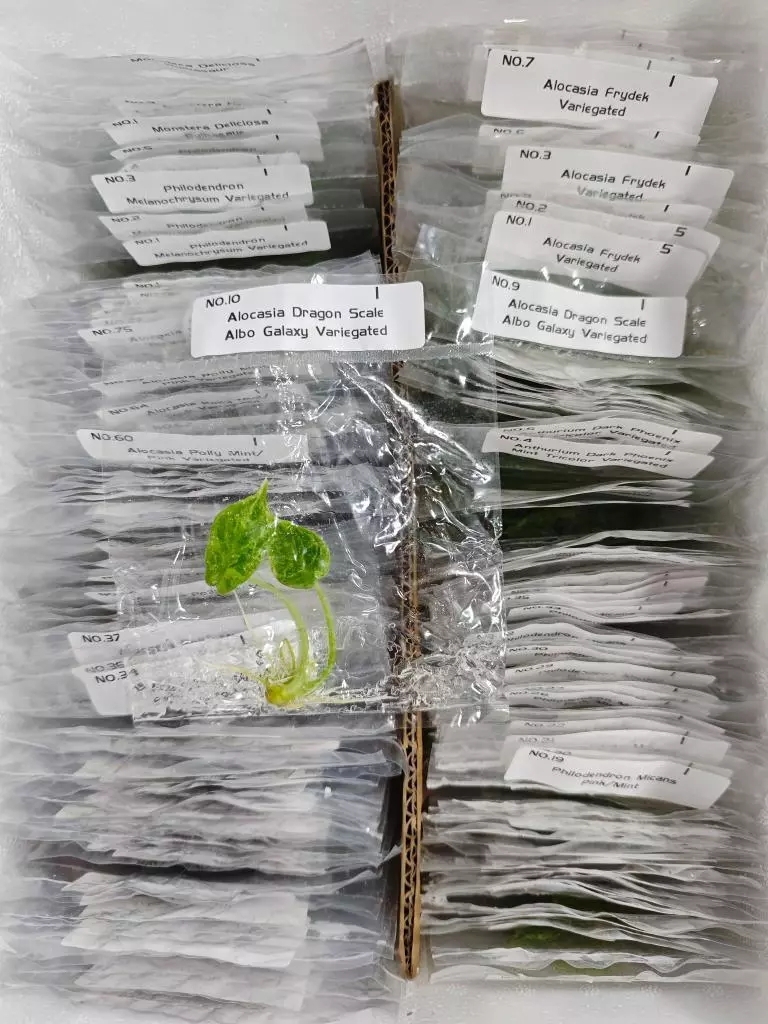 Dragon Scale Albo Galaxy thumbnail