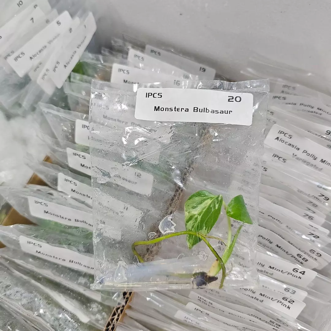 Monstera Bulbasaur thumbnail