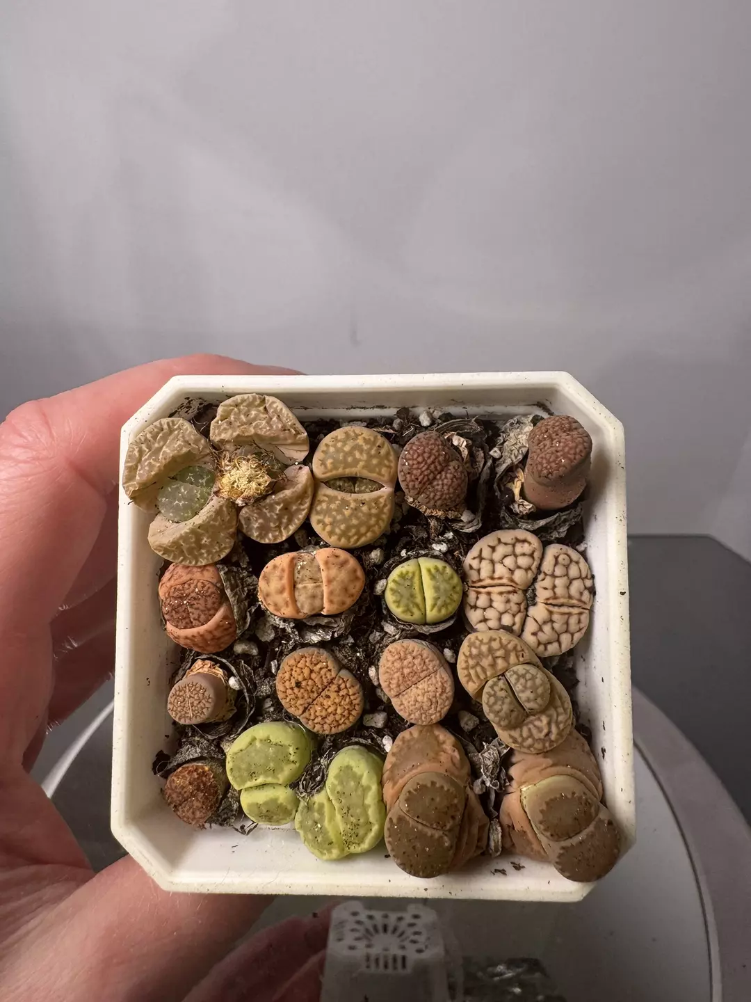 Lithops pot thumbnail