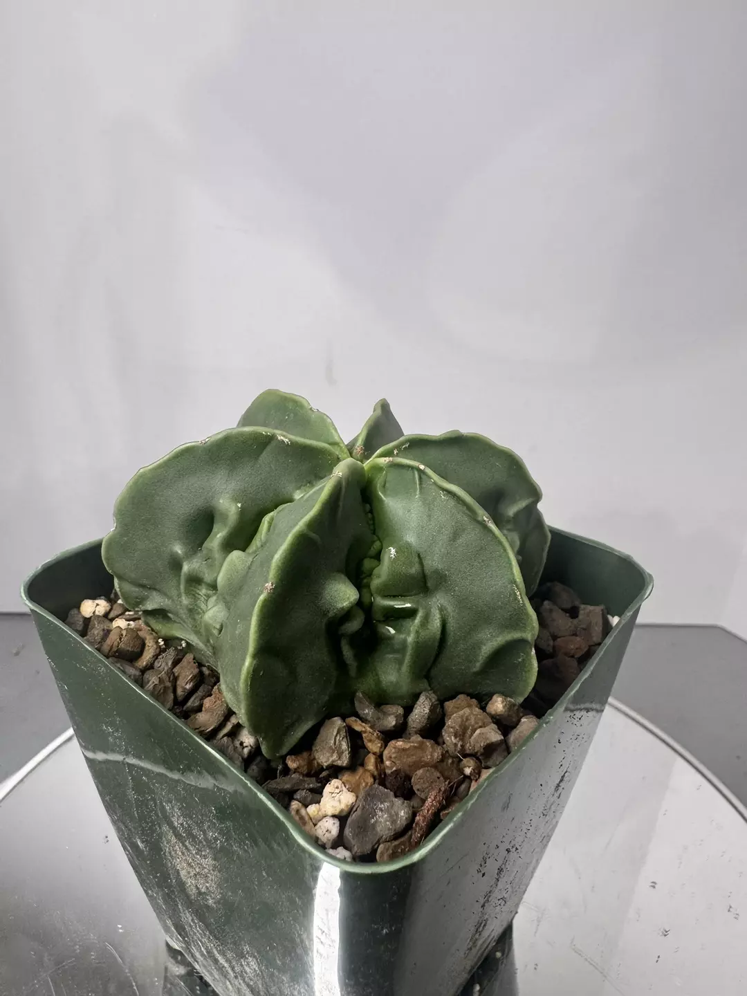 Astrophytum myriostigma fukuryu thumbnail