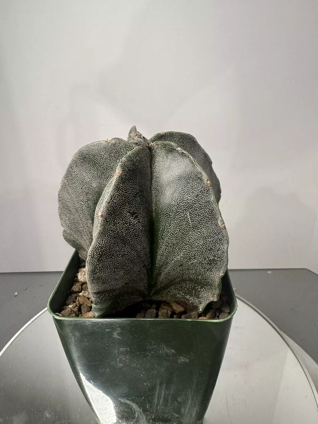 Astrophytum myriostigma thumbnail