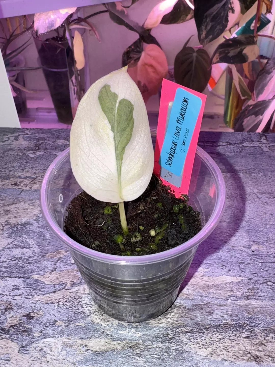 Scindapsus Lava Mutation thumbnail