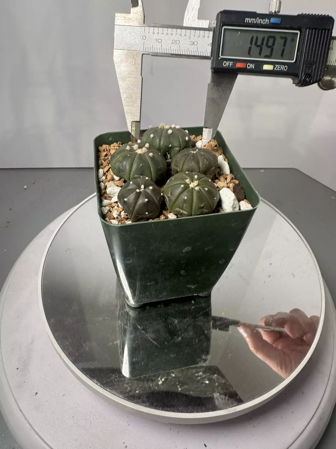 Astrophytum asterias purple entire pot thumbnail