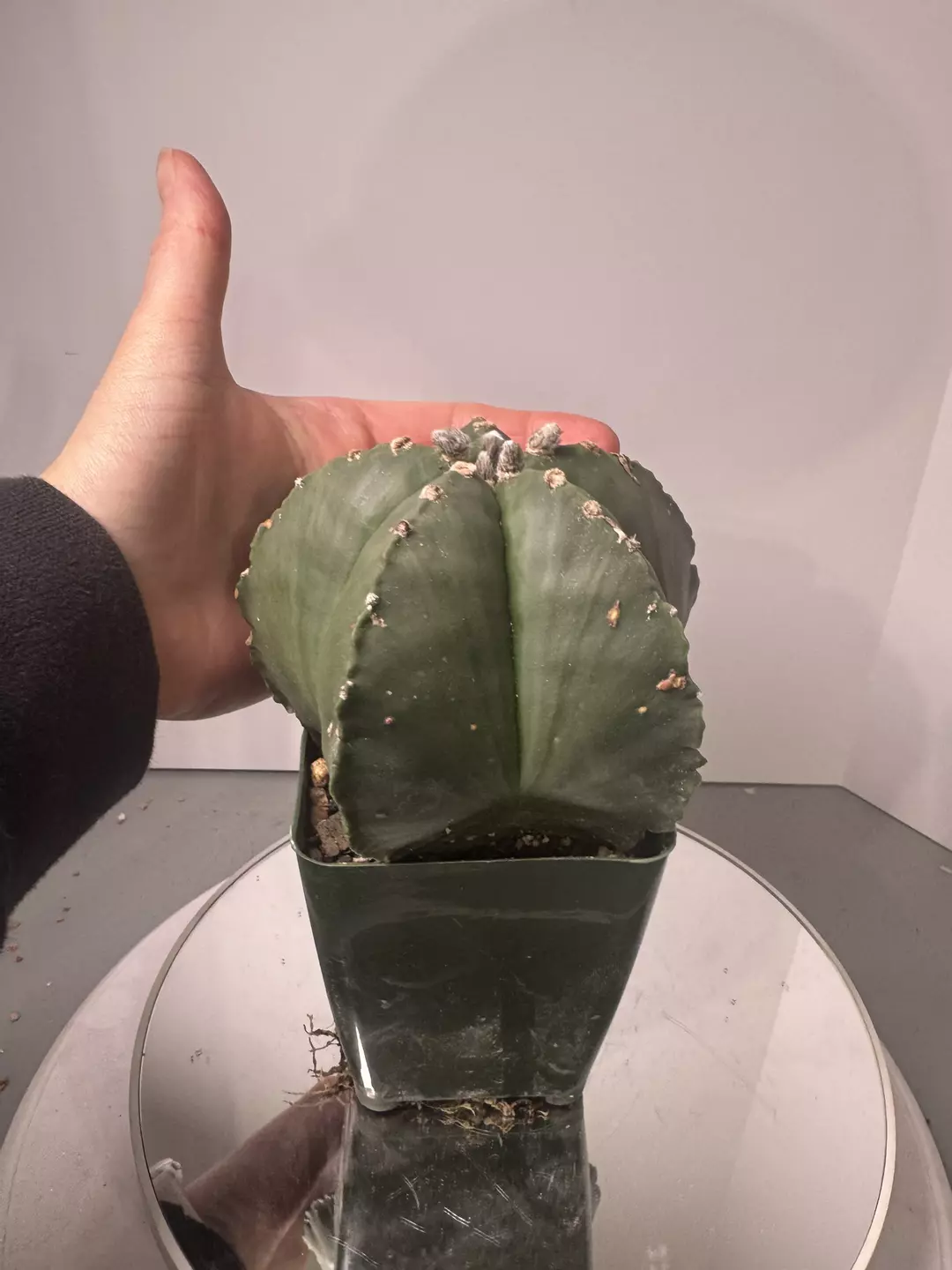 Astrophytum myriostigma big boy thumbnail