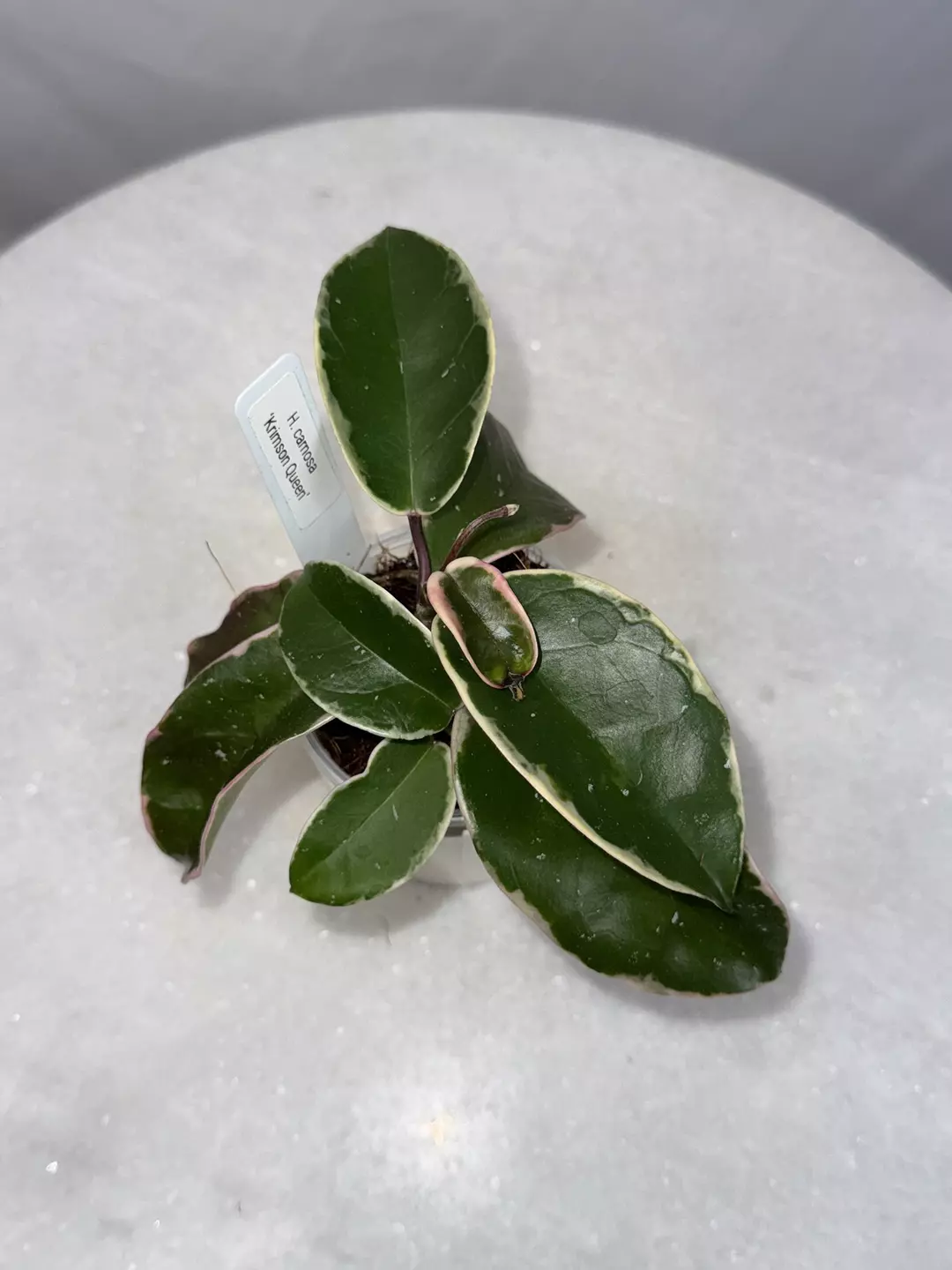Hoya carnosa ‘Krimson Queen’ — a true classic thumbnail