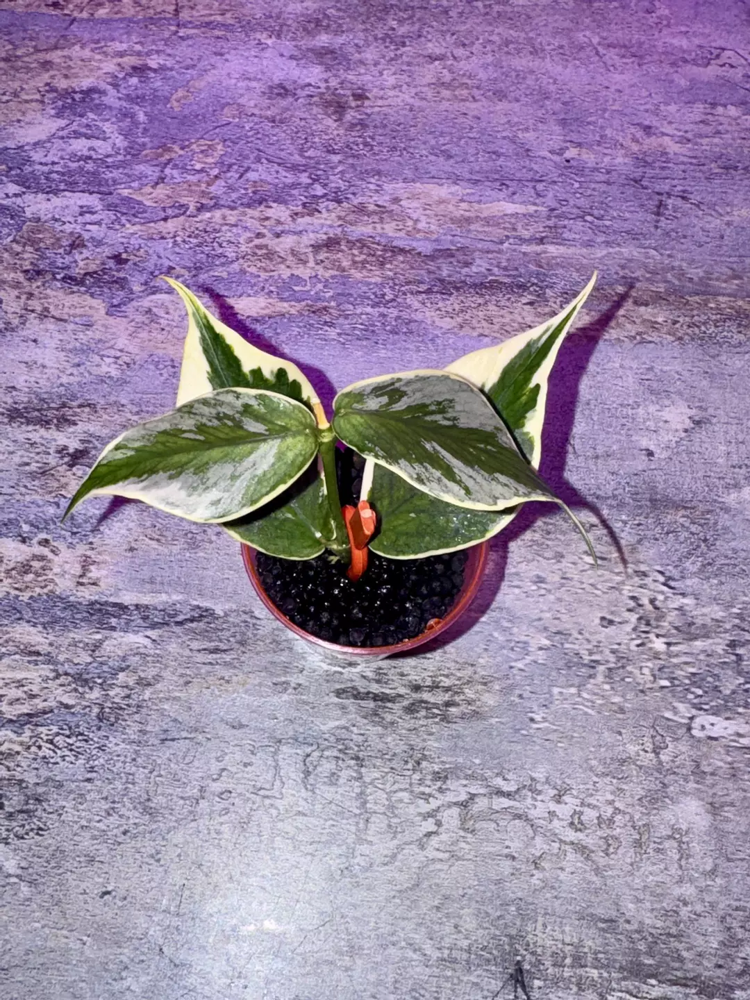 Hoya Polyneura Ice Queen thumbnail