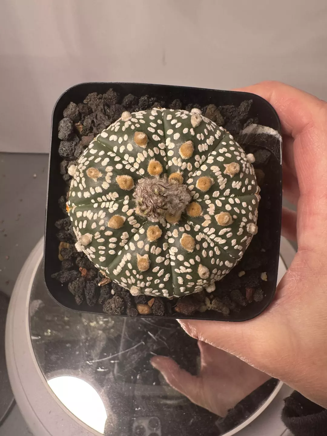 Astrophytum myriostigma super kabuto thumbnail