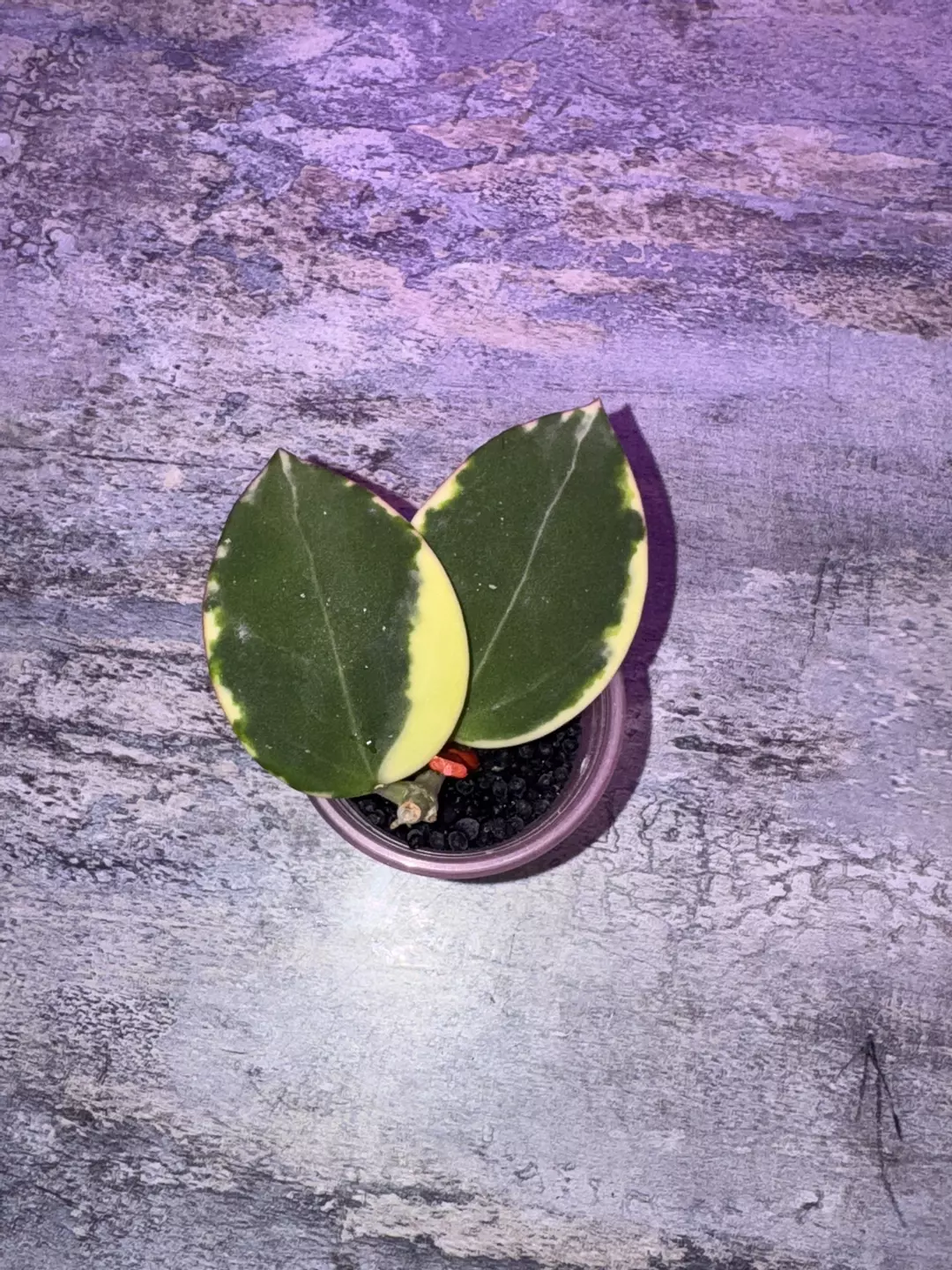 Hoya SP Para Albo thumbnail