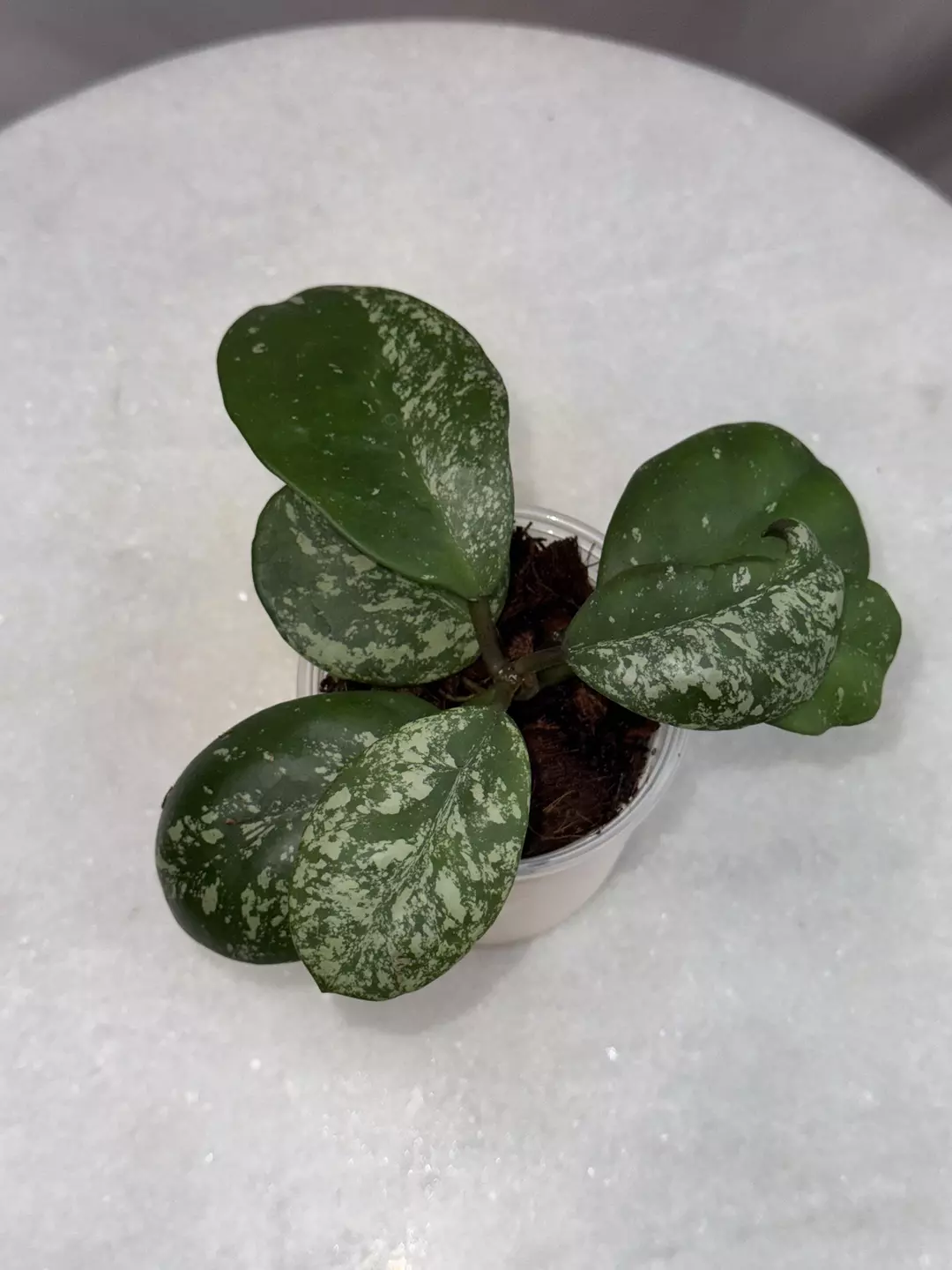 Hoya obovata (splash) thumbnail