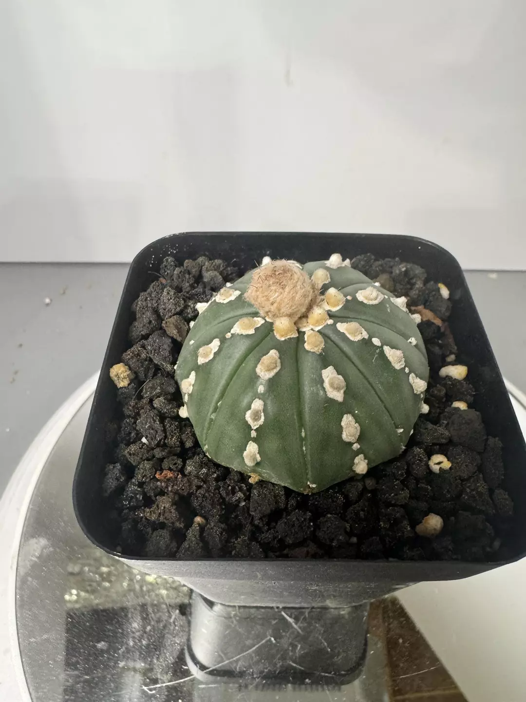 Astrophytum asterias unique thumbnail