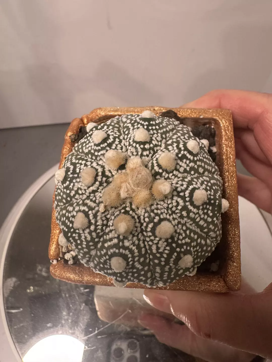 Astrophytum asterias ISW (snow white) thumbnail