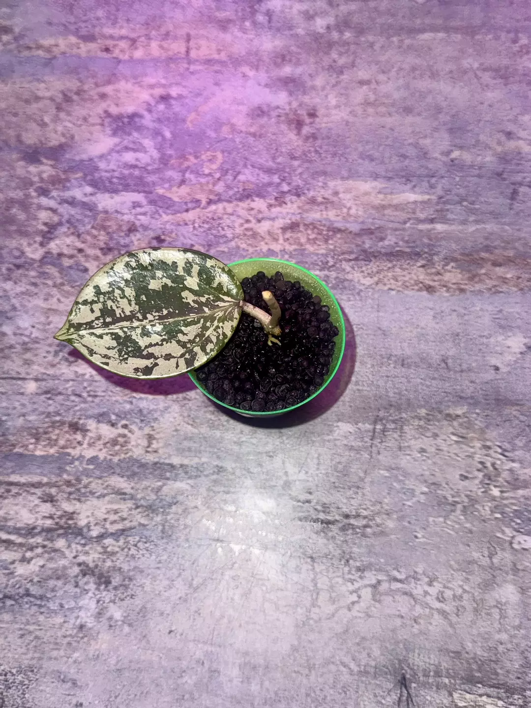 Hoya Vertica Silver Heart 🩷 thumbnail