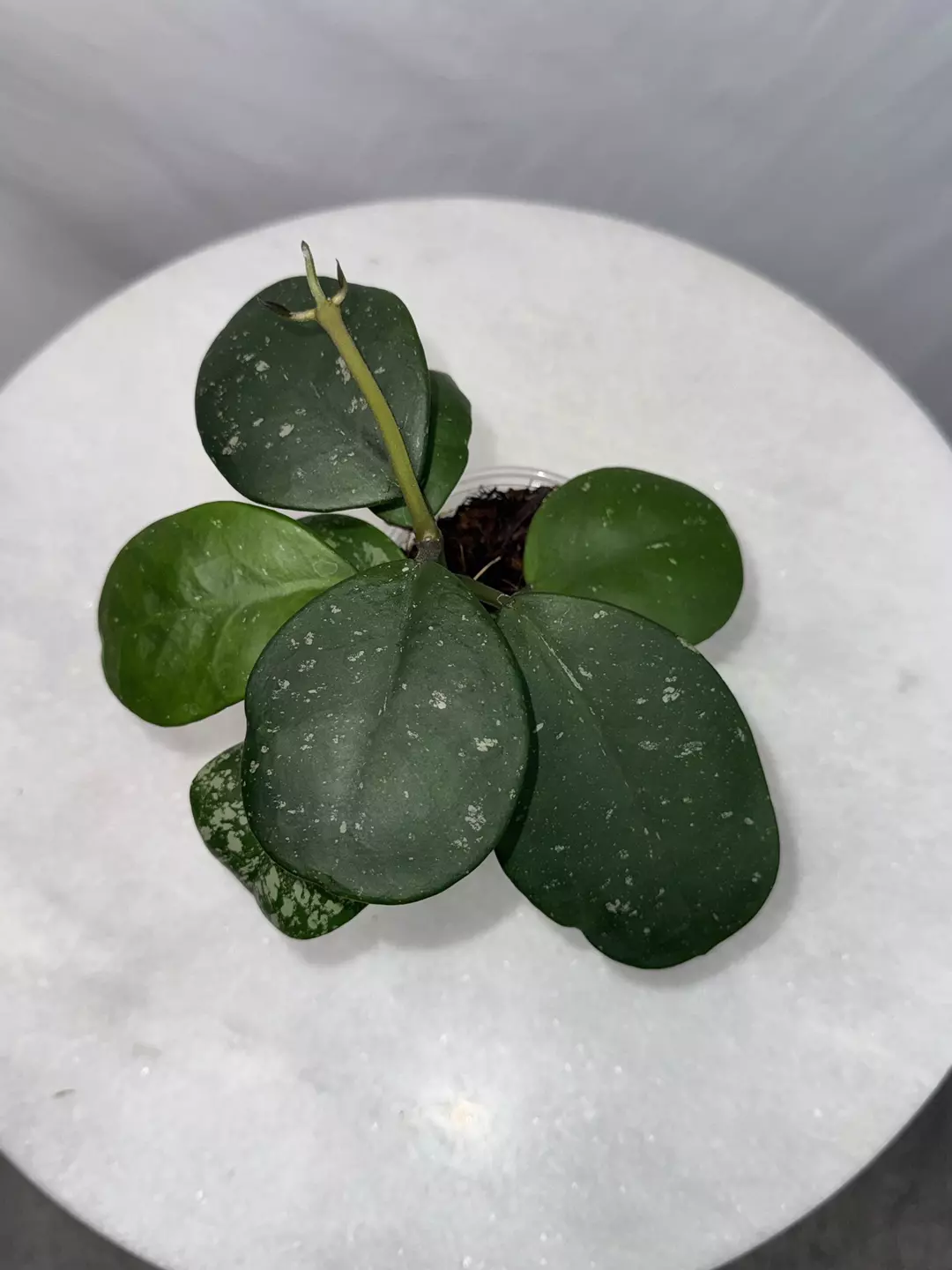 Hoya obovata (splash) -biggie thumbnail