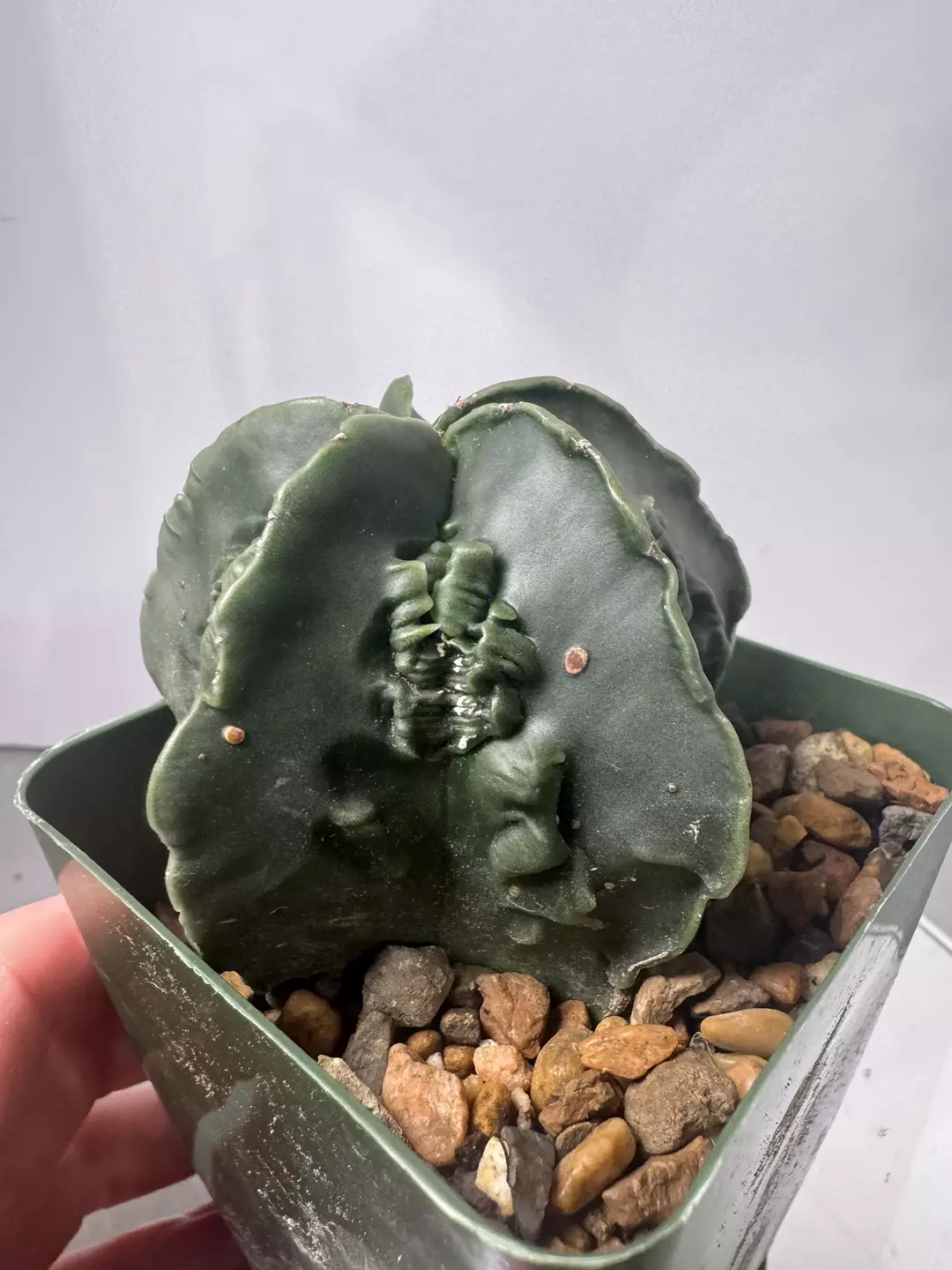 Astrophytum myriostigma fukuryu thumbnail