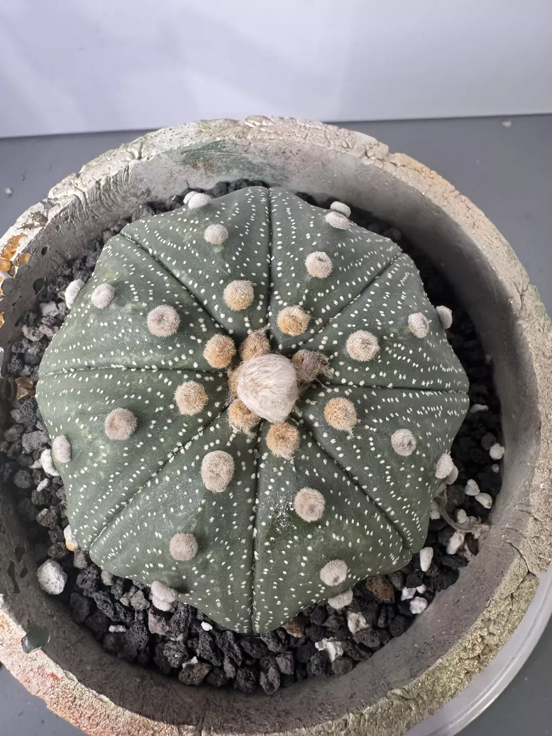 Astrophytum asterias cv. star thumbnail