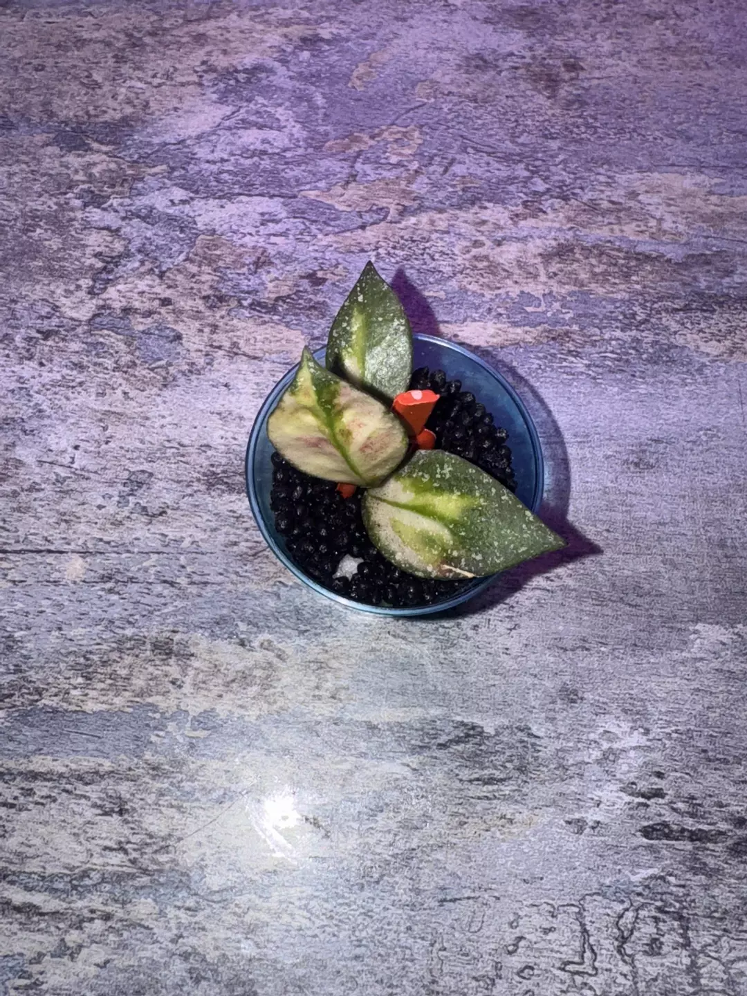 Hoya Nabawanensis variegated thumbnail