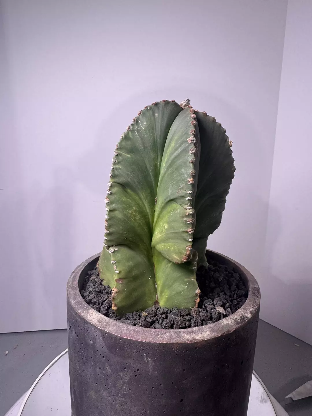 Astrophytum myriostigma lightly variegated thumbnail