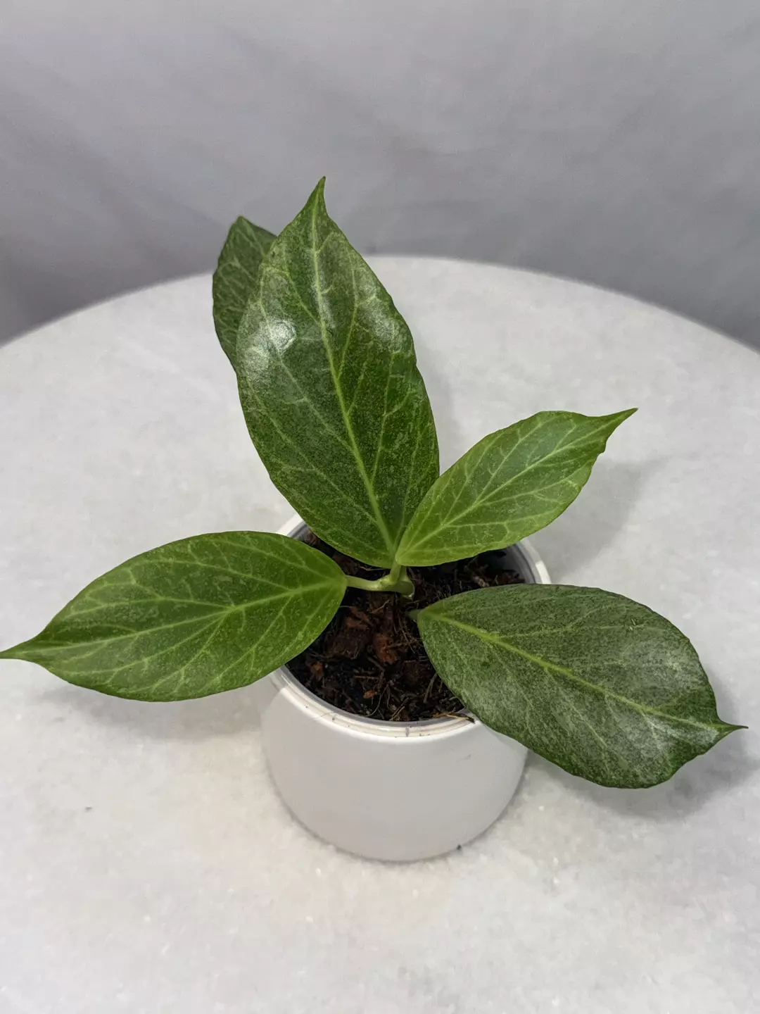 Hoya obscura (silver) thumbnail