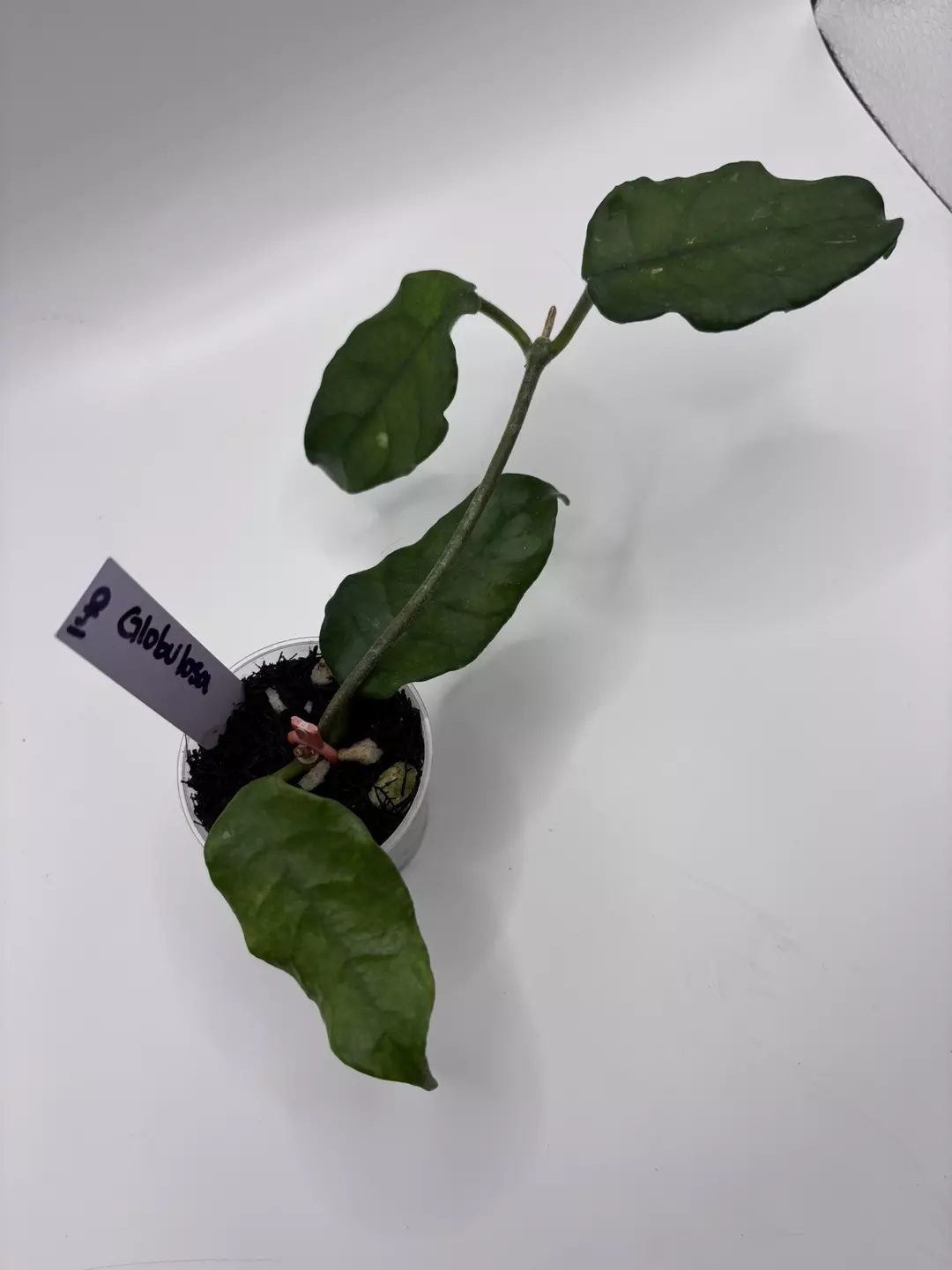 140 - Globulosa thumbnail