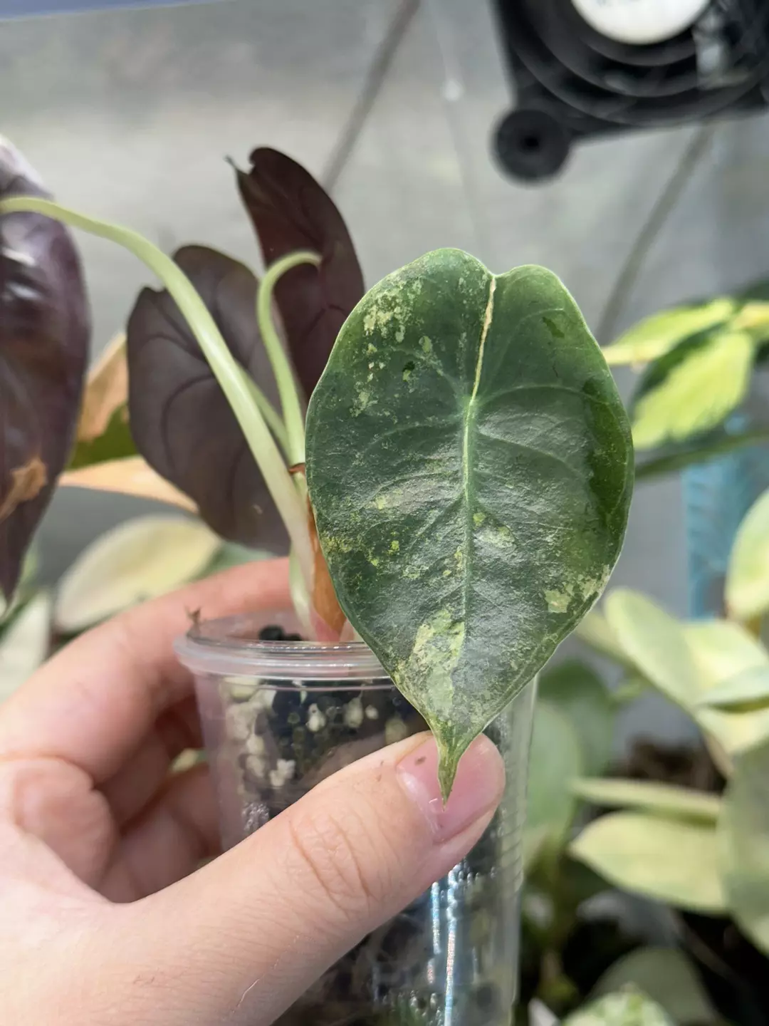 Sedenii Aurea Teen size thumbnail