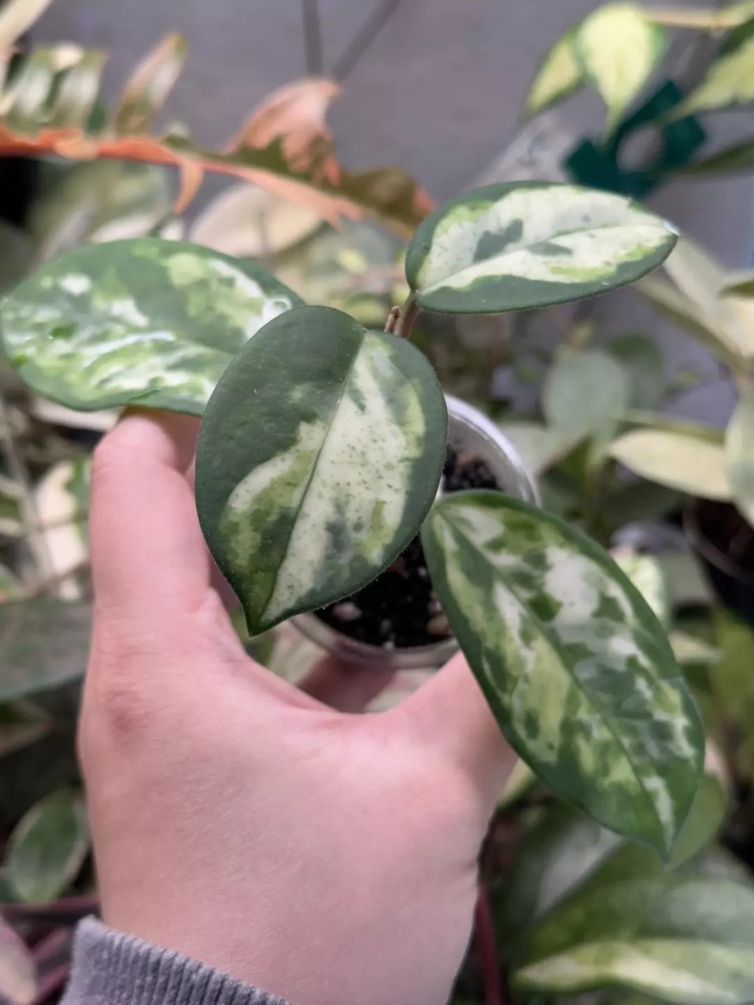 Madara green edge 2 nodes rooted with new growth thumbnail