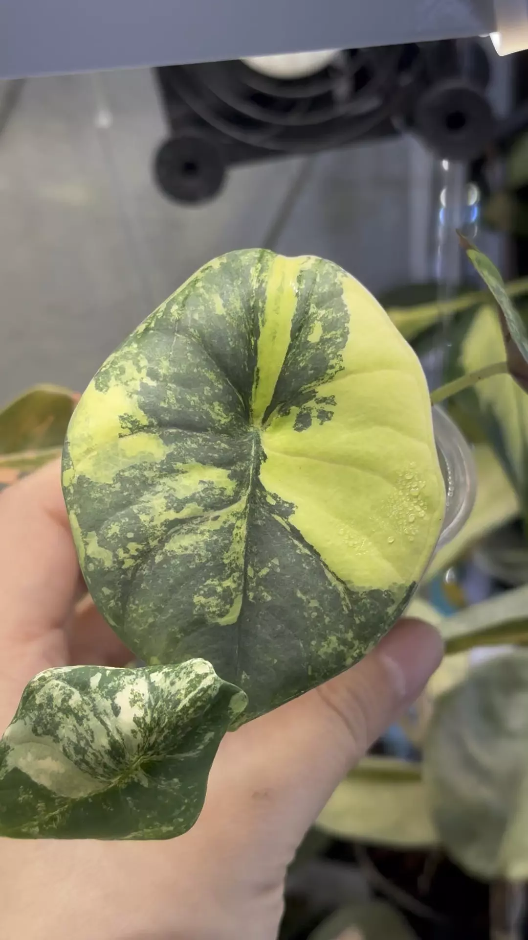 Nebula Aurea cream Teen - mature to cream color thumbnail