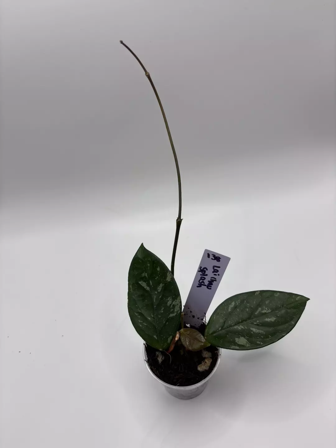 138 - Lai Chau Splash thumbnail