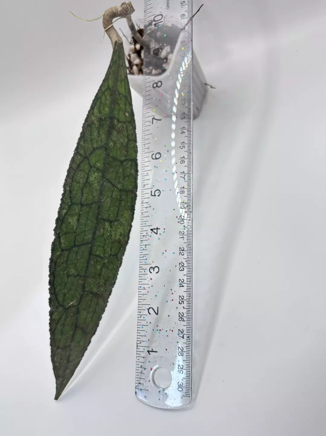 028 - Clemensorium Purba 🦄 thumbnail