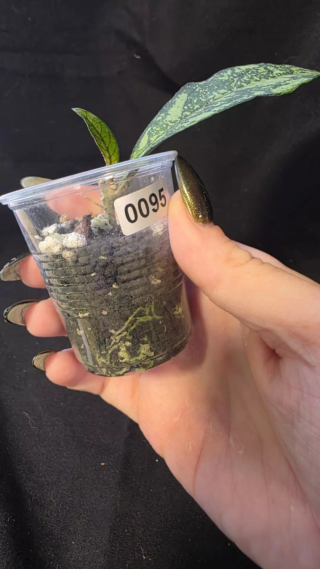 0095 hoya crassipetiolata splash thumbnail