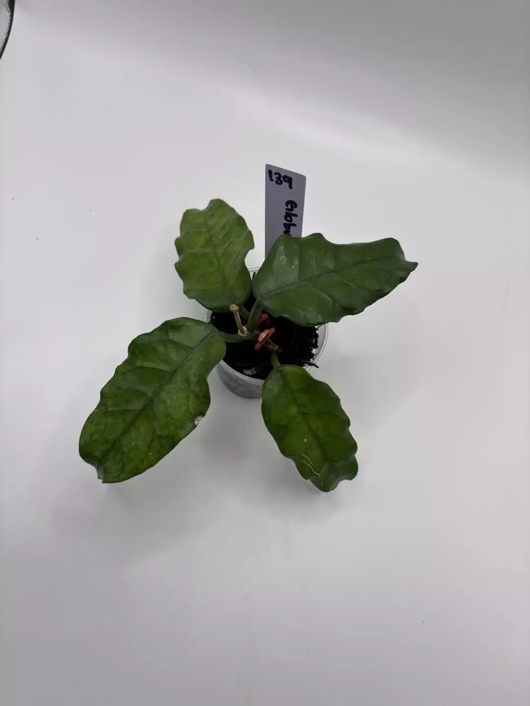 139 - Globulosa  thumbnail